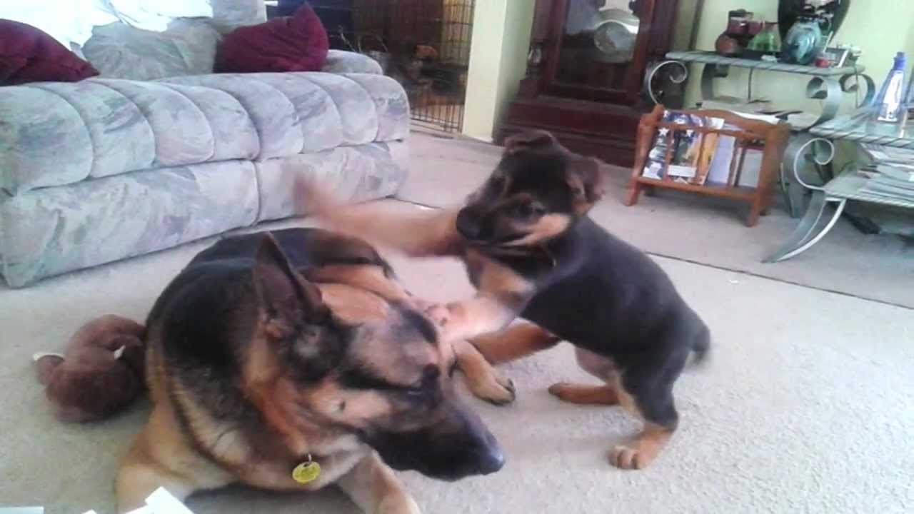 VIDEO: Umorni tata pas popustio maloj hiperaktivki i bacio se u igru!