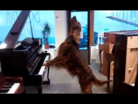 Koji majstor! Pas svira na tri klavira, a to nije čak ni najbolji dio, pogledajte što još radi! 