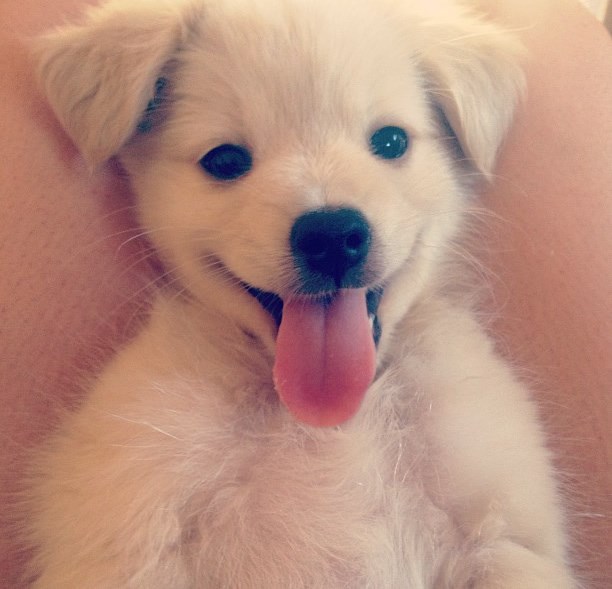 Preslatki "pesonja" sretan nakon puno igranja