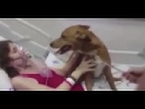 Bolnica zažmirila na pravila i pustila psu da se zauvijek oprosti od vlasnice