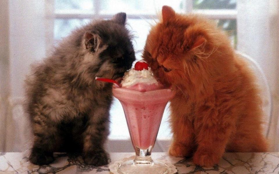 Super je, njam, ova, njam.. nova hrana, njam, za mačke..