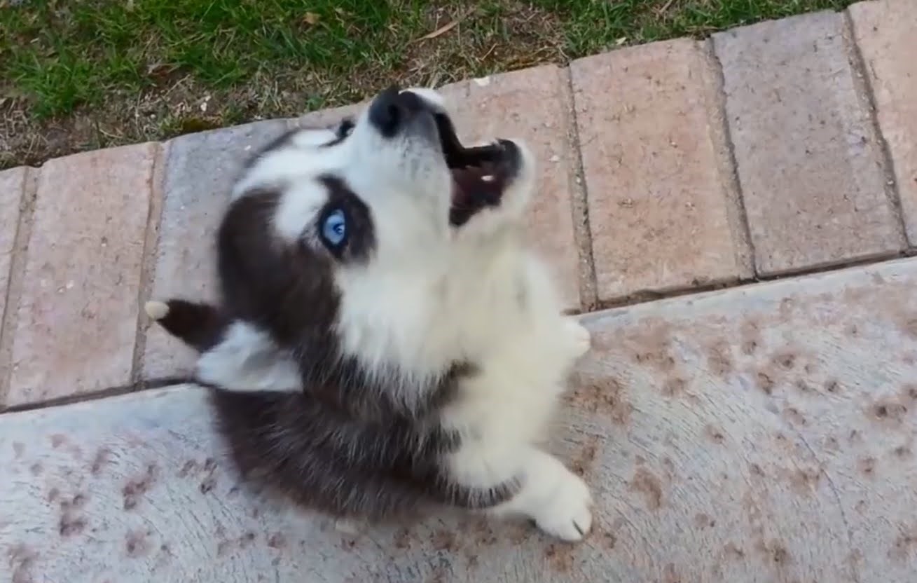 Rastopit će vas: Štenci uče zavijati