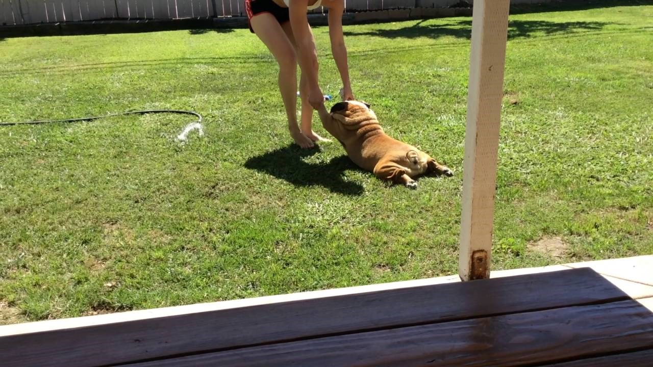 Video na koji se morate nasmijati - pas odbija kupanje