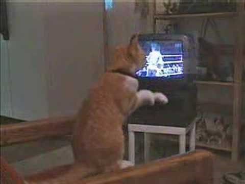 VIDEO: Ovo je pravi boksač, a ne oni likovi na ekranu. Amateri!