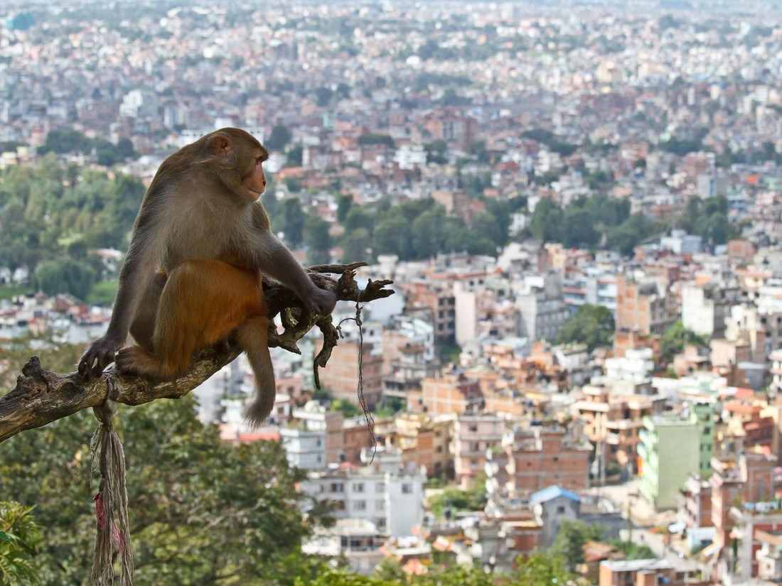 Radimo im invaziju na domove, a onda su oni smetnja