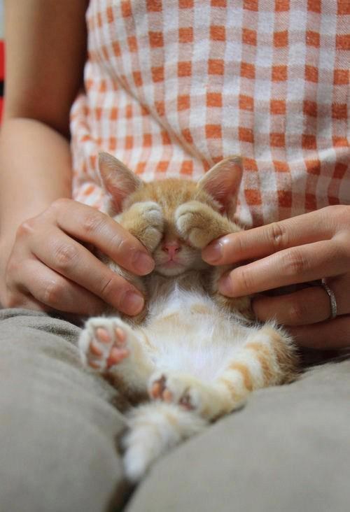 Ma ne gledaj još, maco, to ti je rođendansko iznenađenje