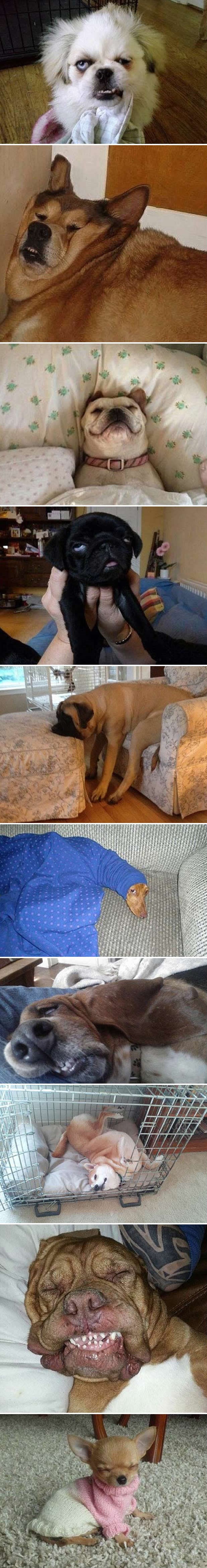 I psi mrze ponedjeljak ujutro: I točno znaju kako ti je