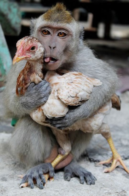 Tipična majmun-kokoš veza