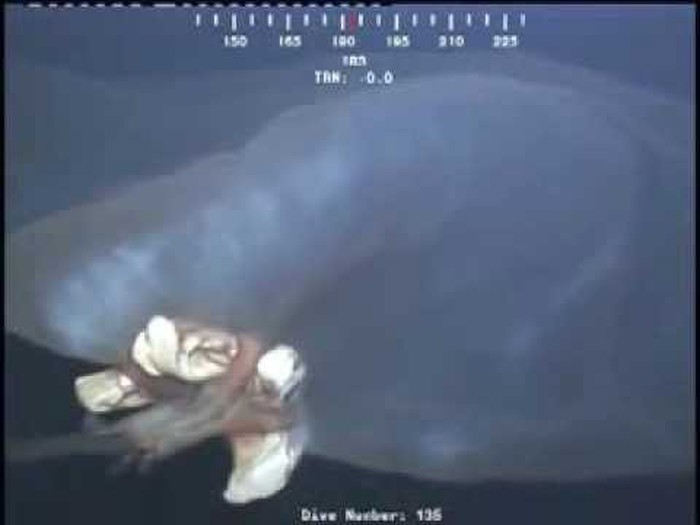 VIDEO: Kamera kraj bušotine snimila ogromno morsko "čudovište"