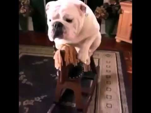 VIDEO: ''Kad odrastem, želim biti kauboj.''