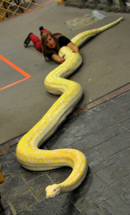 Nedresirane zmijurine znaju čovjeku dići tlak