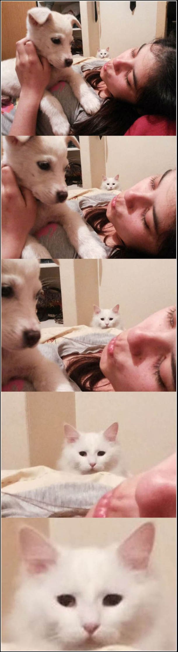 Mačja ljubomora slama srce