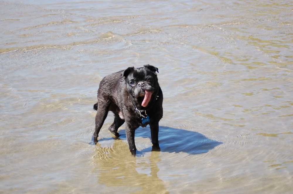 Psić s najvećim - klati mu se plažom