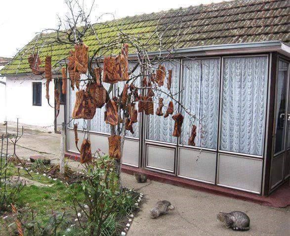 Kako u Slavoniji kite drveće