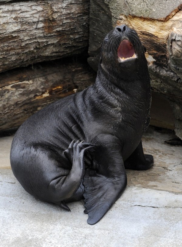 Mali morski lav mrzi kad mu ometaju popodnevni spavanac