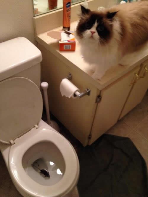 Alo, mačke, pozor, za vo vas imamo!