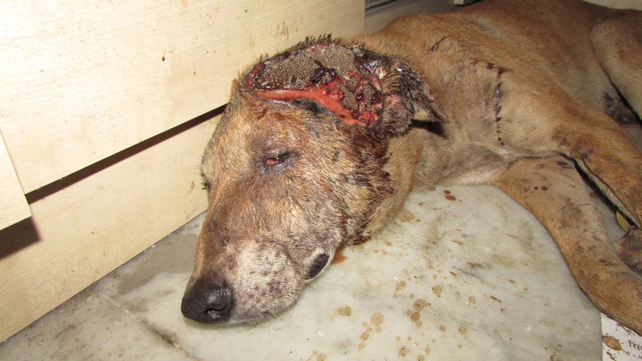 Čudesan oporavak psa koji se povukao u osamu kako bi umro u miru