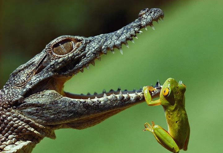 Hrvatskoj žabi dosta života u nepravdi: Kroki, pojedi me!