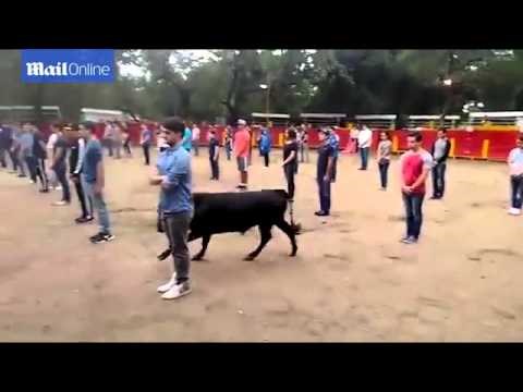 VIDEO: Profesor zbog pokusa poredao učenike kako bi dokazao da bik nikoga neće prvi napasti. Je li bio u pravu?