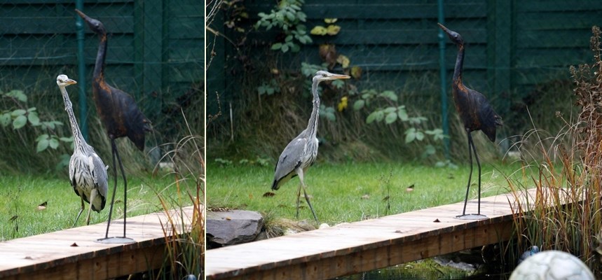 Čaplja nema sreće, zaljubila se u "limenka"