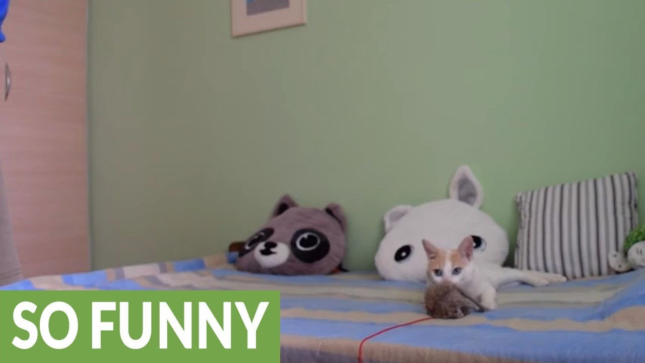 VIDEO: Maca je odustala od igranja nakon što je pokvarila omiljenu igračku