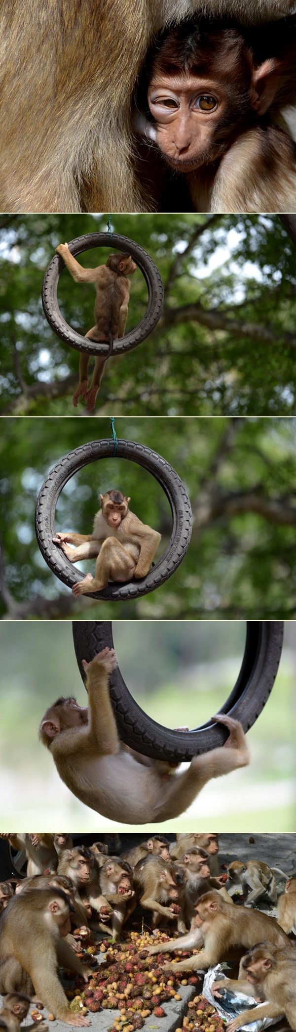 Simpa malezijski majmunčići