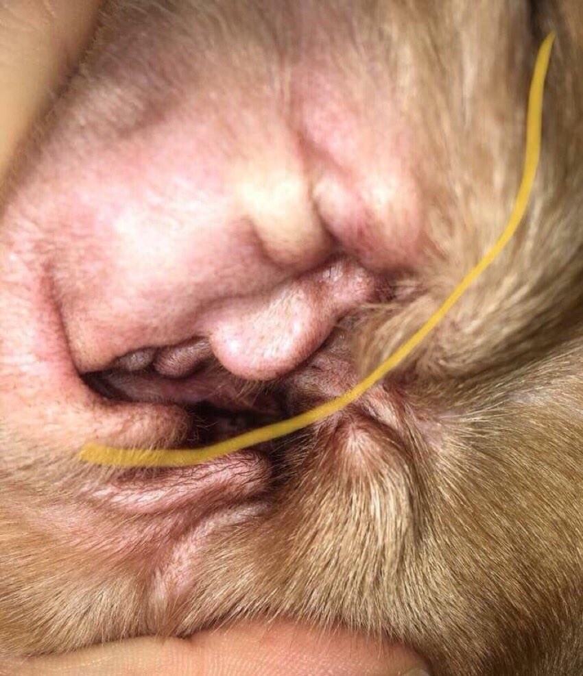 Što vidite na ovoj fotografiji? Pogledajte malo bolje!