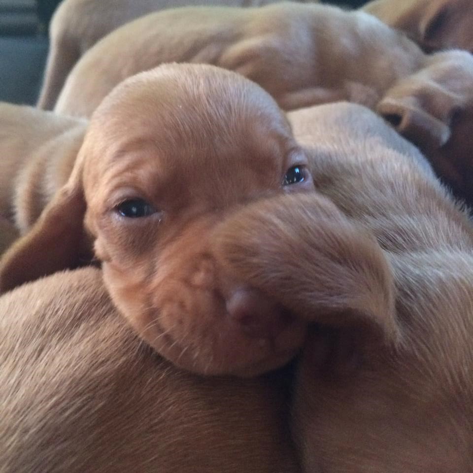 Najslađe klupko koje ćeš danas vidjeti