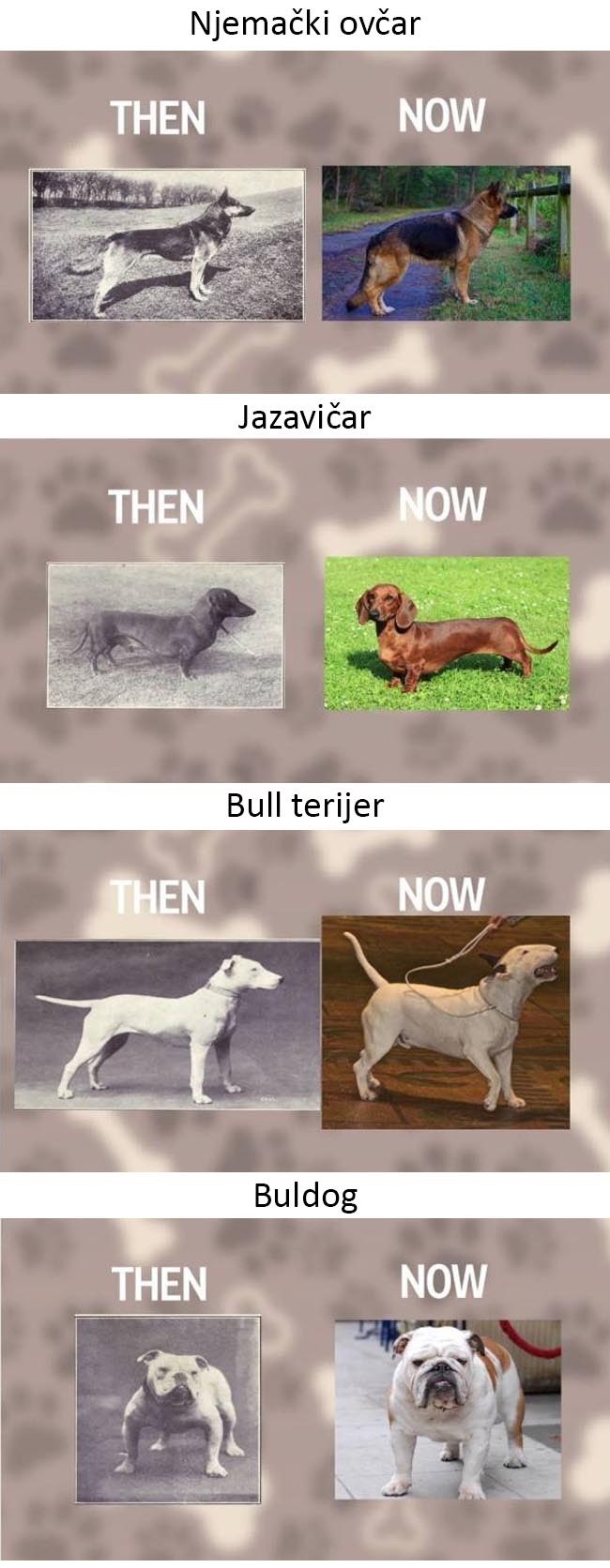 GALERIJA: Kako su se pasmine pasa promijenile u zadnjih 100 godina