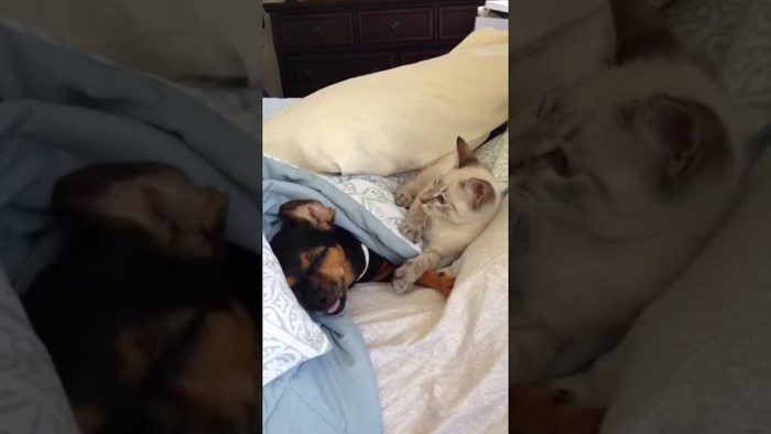 VIDEO Štene je pokušavalo zaspati, ali živahna maca je imala bolju ideju!