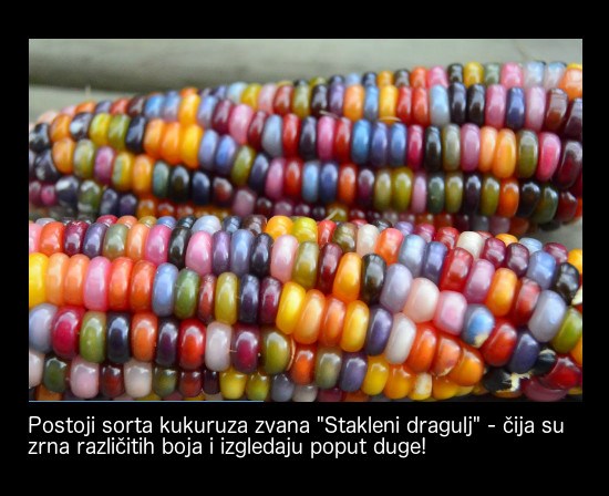 Ovo čudo doista postoji!