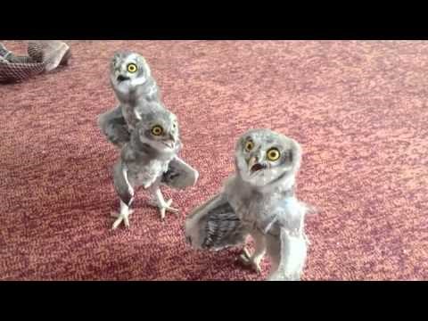 VIDEO: Sove su zbilja urnebesni čudaci