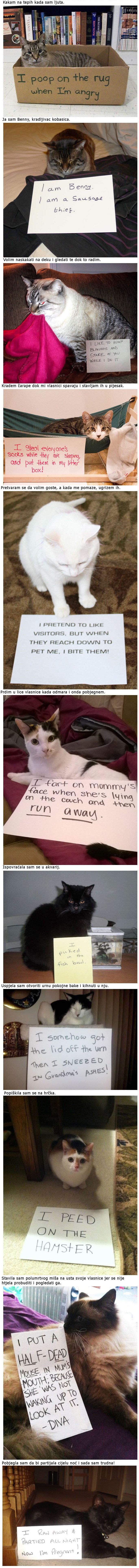 Ove su mace bile strašno nevaljale i baš ih briga za to!