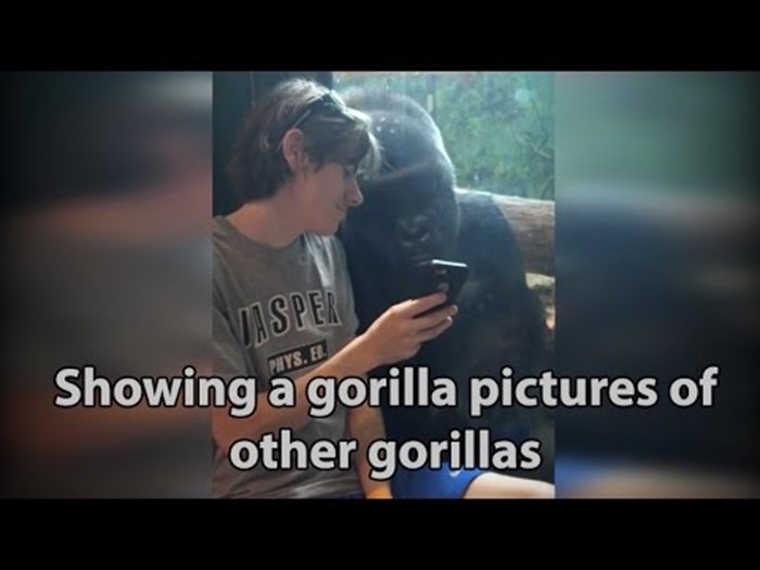 VIDEO Posjetitelj zoološkog vrta gorili na mobitelu pokazivao slike drugih gorila, pogledajte njegovu reakciju!