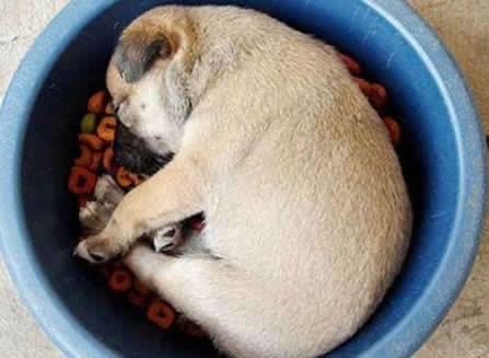 Psić zaspao u zdjelici s hranom: Ne daj drugom tešku muku!