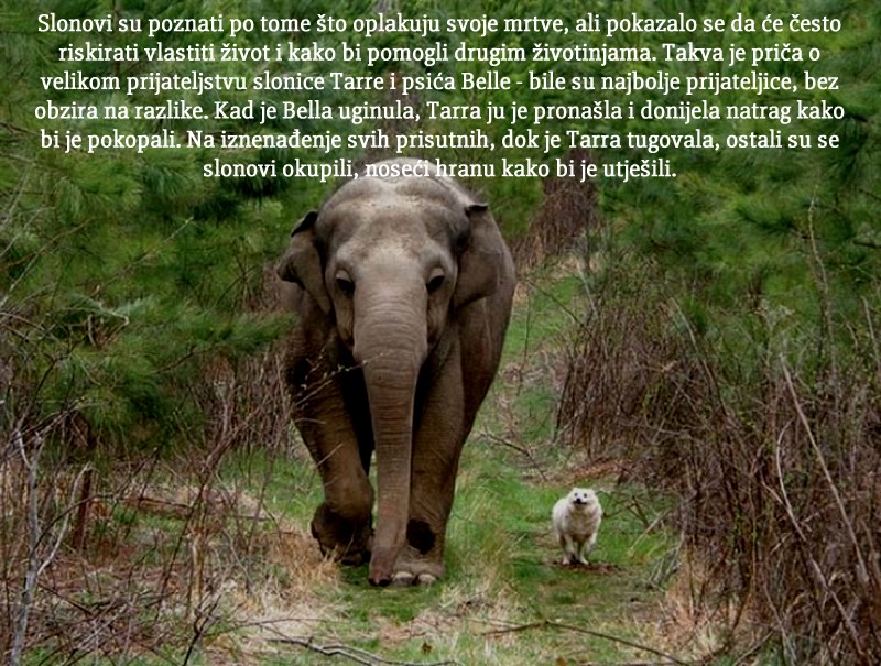 Dubina životinjskih emocija posrami i ljudska bića