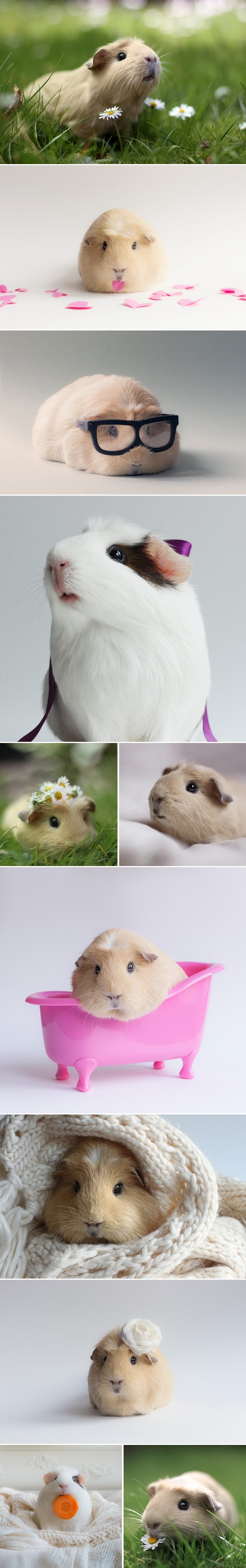 Galerija: Izrazito glamurozni zamorčići