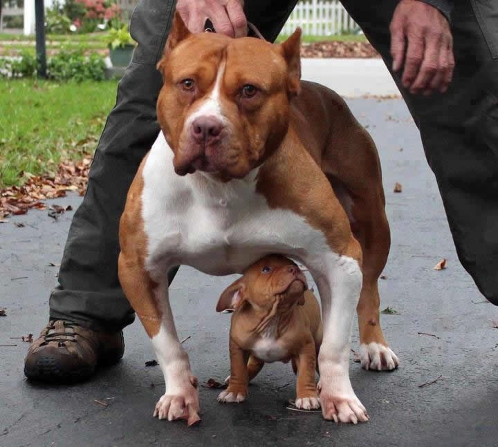 Ostavi se moje kćeri i mog sina!