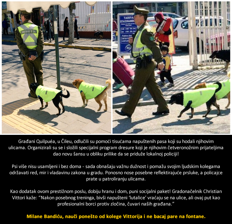 Gradić u Čileu na najljepši način riješio problem napuštenih pasa!