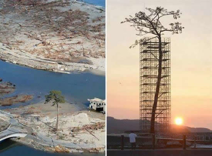 Jedino od 70 000 stabala preživjelo cunami u Japanu