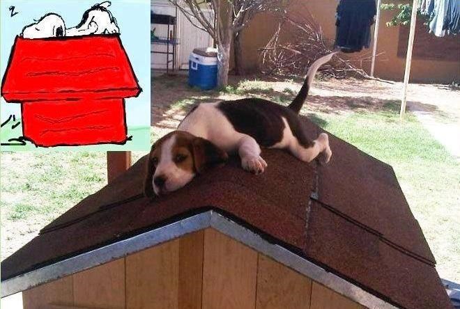 Snoopy stvarno postoji!