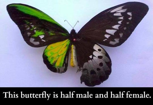 Leptir ispao pola muško, pola žensko