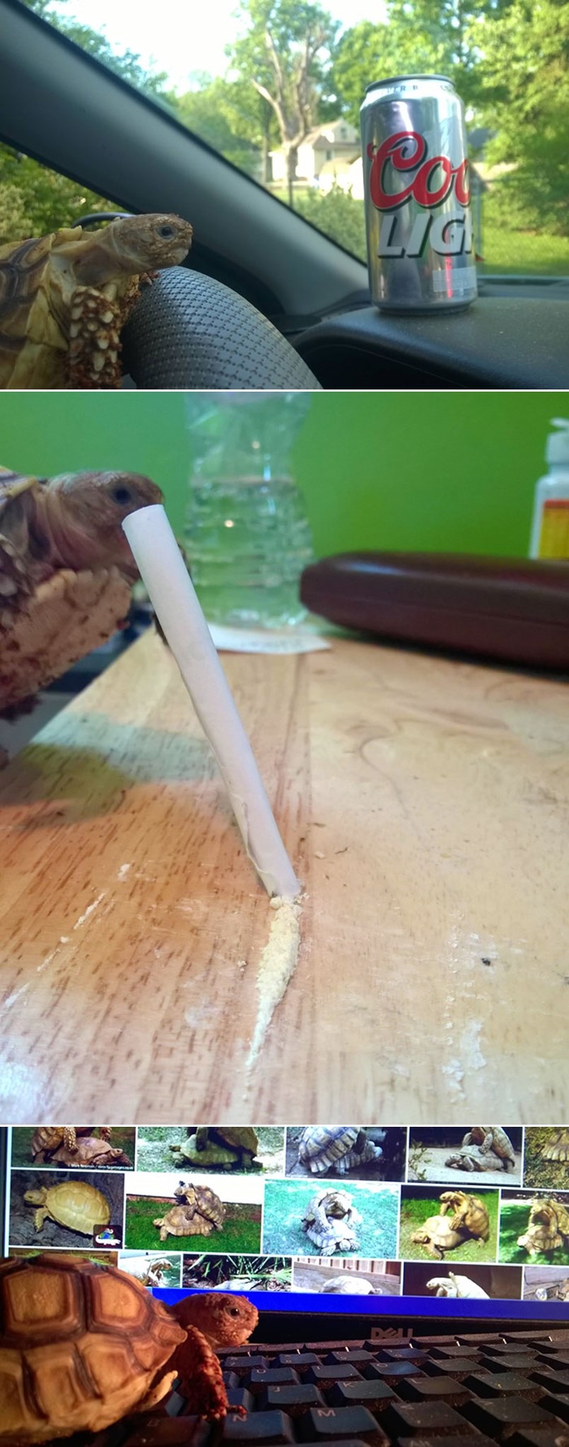 GALERIJA: Urokana kornjača pijana vozila, pa pogledala malo pornjave?