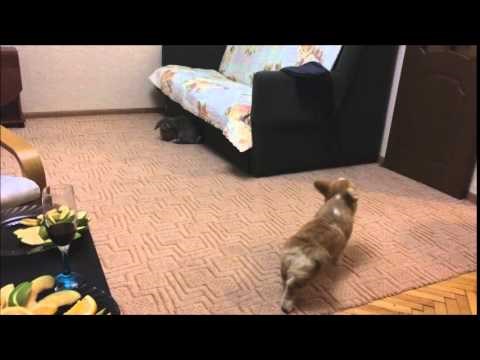 VIDEO: Urnebesno upoznavanje peseka i zeca