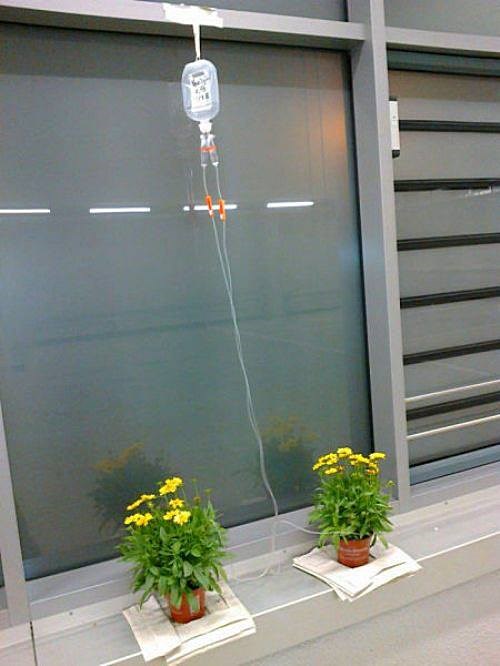 Vrtlarenje u bolnici