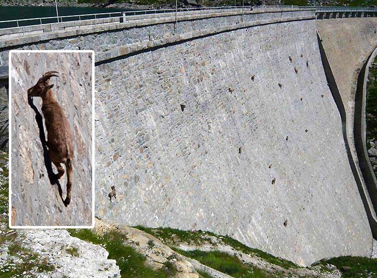 "Superkoze" izvode nemoguće