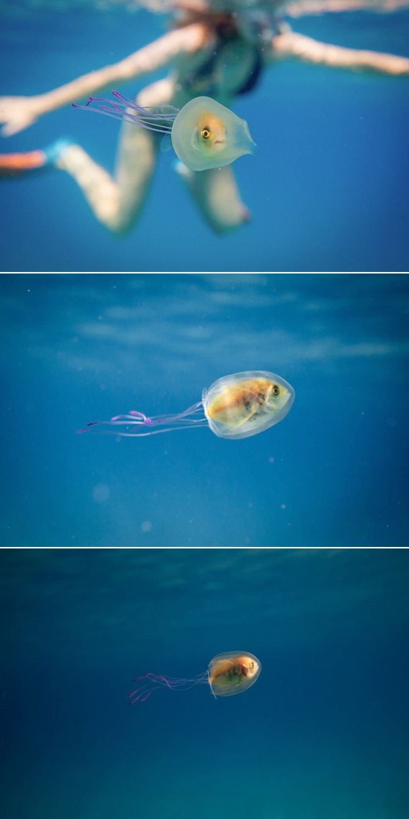 VJEROVALI ILI NE: Riba zarobljena u meduzi!