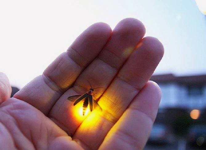 Mini leteće "lampice": Krijesnica na dlanu