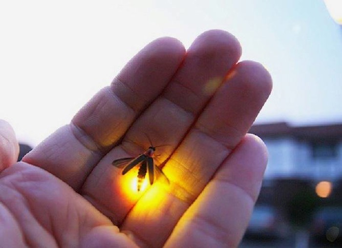 Mini leteće "lampice": Krijesnica na dlanu
