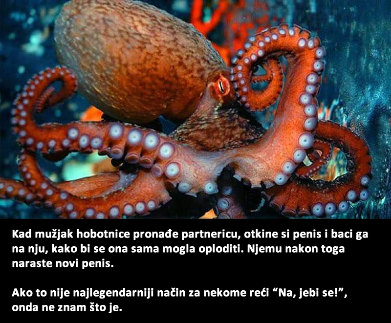 Hobotnice se pare na najužasniji način ravno iz pakla!